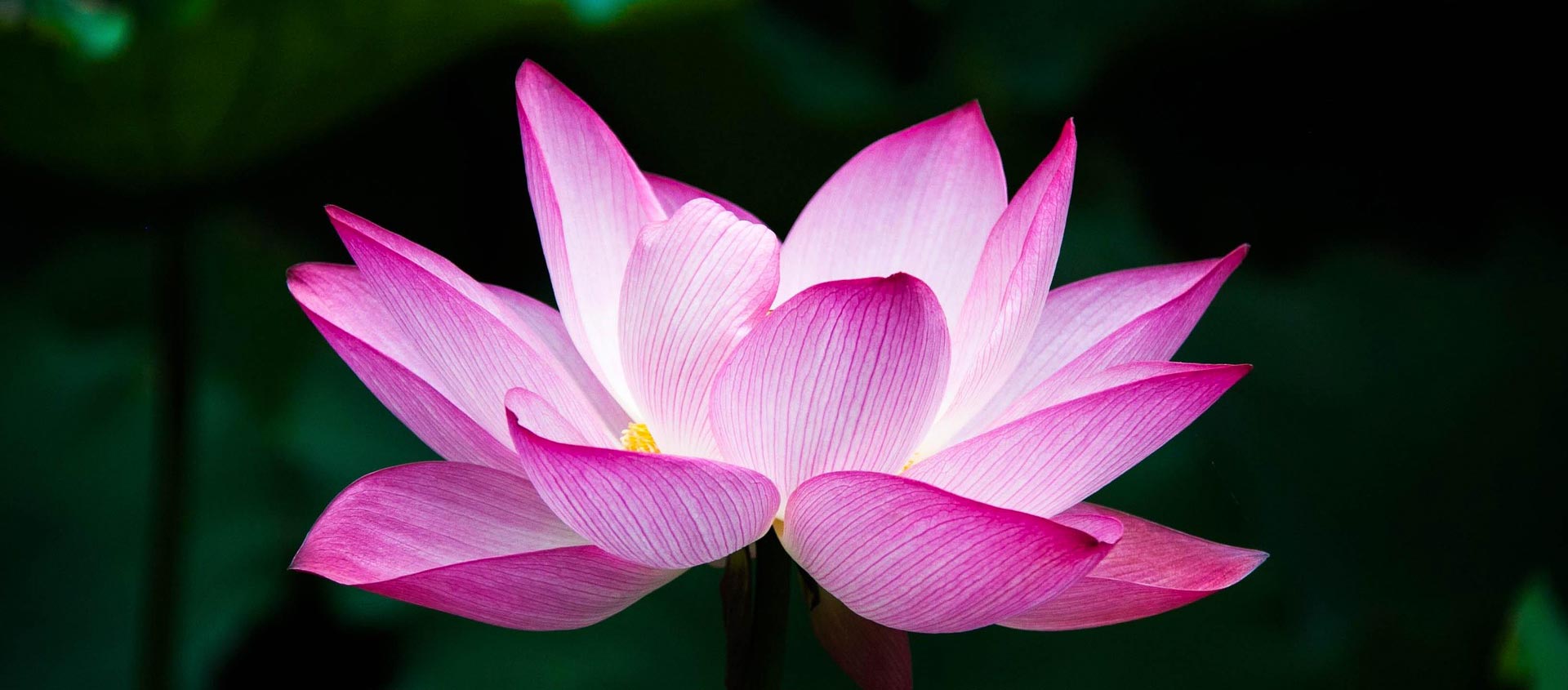 Une semaine détox et alimentation vivante 